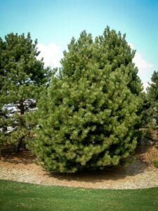 Сосна Чёрная (Pinus Nigra) купить по цене от 270.00р. в интернет-магазине «Посадика» с доставкой почтой в в Коломнае и по всей России – [изображение №1].