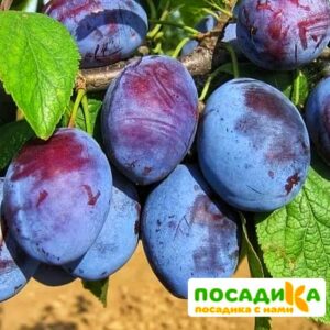 Слива Чачакская ранняя купить по цене от 229.00р. в интернет-магазине «Посадика» с доставкой почтой в в Коломнае и по всей России – [изображение №1].