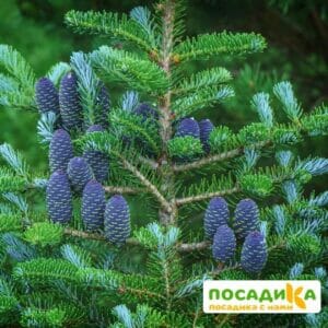 Пихта корейская (Abies koreana) купить по цене от 450.00р. в интернет-магазине «Посадика» с доставкой почтой в в Коломнае и по всей России – [изображение №1].