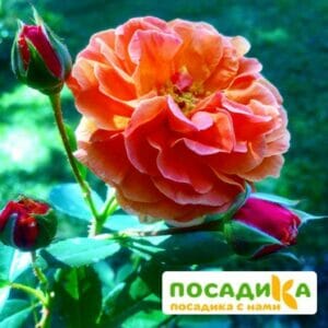 Роза Арабия купить по цене от 350.00р. в интернет-магазине «Посадика» с доставкой почтой в в Коломнае и по всей России – [изображение №1].