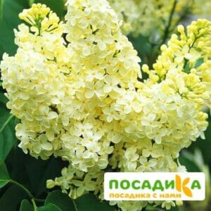 Сирень Примроуз (Primrose) купить по цене от 529.00р. в интернет-магазине «Посадика» с доставкой почтой в в Коломнае и по всей России – [изображение №1].