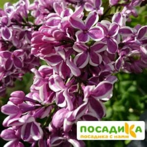 Сирень Сенсация купить по цене от 529.00р. в интернет-магазине «Посадика» с доставкой почтой в в Коломнае и по всей России – [изображение №1].