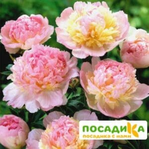 Пион Распберри Сандей (Paeonia Raspberry Sundae) купить по цене от 959р. в интернет-магазине «Посадика» с доставкой почтой в в Коломнае и по всей России – [изображение №1].