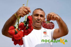 Клубника Гигант Джорнея купить по цене от 266р. в интернет-магазине «Посадика» с доставкой почтой в в Коломнае и по всей России – [изображение №1].