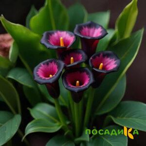 Калла Аура Лейс купить по цене от 400р. в интернет-магазине «Посадика» с доставкой почтой в в Коломнае и по всей России – [изображение №1].