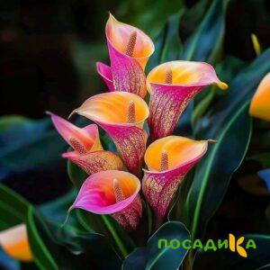 Калла Оникс купить по цене от 450р. в интернет-магазине «Посадика» с доставкой почтой в в Коломнае и по всей России – [изображение №1].