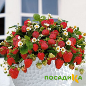 Клубника Рубиновый Шепот (горшечная) купить по цене от 240р. в интернет-магазине «Посадика» с доставкой почтой в в Коломнае и по всей России – [изображение №1].