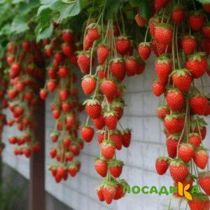 Клубника вьющаяся Комплимент купить по цене от 470р. в интернет-магазине «Посадика» с доставкой почтой в в Коломнае и по всей России – [изображение №1].