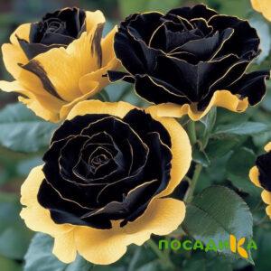 Роза Ханни Сикл купить по цене от 700р. в интернет-магазине «Посадика» с доставкой почтой в в Коломнае и по всей России – [изображение №1].