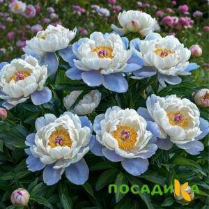 Пион акварельный Этюд купить по цене от 806р. в интернет-магазине «Посадика» с доставкой почтой в в Коломнае и по всей России – [изображение №1].