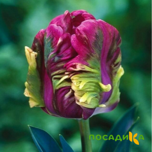 Тюльпан Экзотик Хэвен купить по цене от 186р. в интернет-магазине «Посадика» с доставкой почтой в в Коломнае и по всей России – [изображение №1].