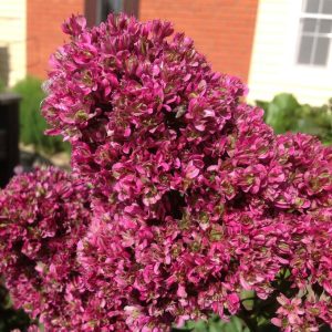 Флокс Филингс купить по цене от 329р. в интернет-магазине «Посадика» с доставкой почтой в в Коломнае и по всей России – [изображение №1].