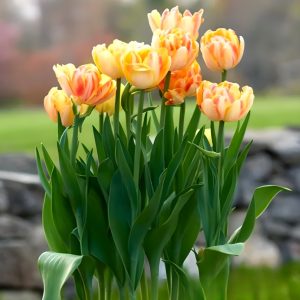 Тюльпан Верона Санрайз купить по цене от 280р. в интернет-магазине «Посадика» с доставкой почтой в в Коломнае и по всей России – [изображение №1].