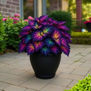 Хоста Фрости Блю купить по цене от 389р. в интернет-магазине «Посадика» с доставкой почтой в в Коломнае и по всей России – [изображение №1].