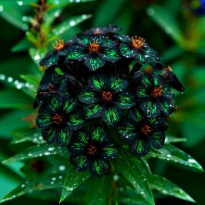 Флокс Ривьера купить по цене от 299р. в интернет-магазине «Посадика» с доставкой почтой в в Коломнае и по всей России – [изображение №1].