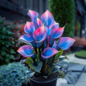 Калла Импрессия купить по цене от 590р. в интернет-магазине «Посадика» с доставкой почтой в в Коломнае и по всей России – [изображение №1].