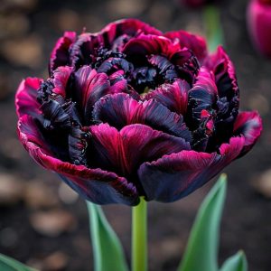 Тюльпан Фламинго купить по цене от 500р. в интернет-магазине «Посадика» с доставкой почтой в в Коломнае и по всей России – [изображение №1].