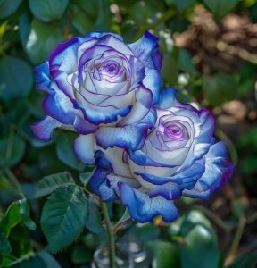 Роза Пэтолз Хоуп купить по цене от 333р. в интернет-магазине «Посадика» с доставкой почтой в в Коломнае и по всей России – [изображение №1].