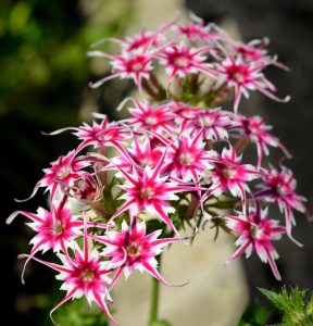 Флокс Метельчатый Путь купить по цене от 456р. в интернет-магазине «Посадика» с доставкой почтой в в Коломнае и по всей России – [изображение №1].