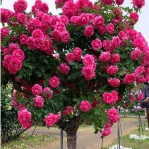 Роза Версаля купить по цене от 232р. в интернет-магазине «Посадика» с доставкой почтой в в Коломнае и по всей России – [изображение №1].