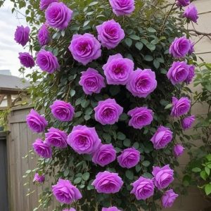 Роза Мистик Уайт купить по цене от 620р. в интернет-магазине «Посадика» с доставкой почтой в в Коломнае и по всей России – [изображение №1].