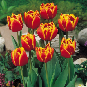 Тюльпан Блэк Фаер купить по цене от 275р. в интернет-магазине «Посадика» с доставкой почтой в в Коломнае и по всей России – [изображение №1].