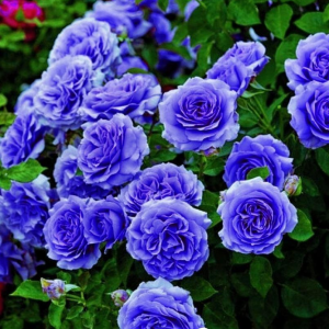 Роза Блю Мун купить по цене от 450р. в интернет-магазине «Посадика» с доставкой почтой в в Коломнае и по всей России – [изображение №1].