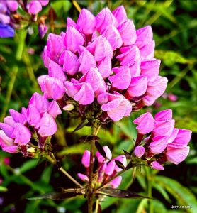 Флокс Бутоник купить по цене от 461р. в интернет-магазине «Посадика» с доставкой почтой в в Коломнае и по всей России – [изображение №1].