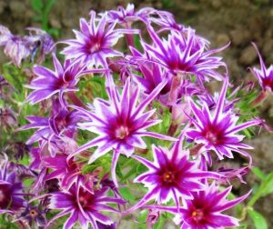 Флокс Звездное Кружево купить по цене от 361р. в интернет-магазине «Посадика» с доставкой почтой в в Коломнае и по всей России – [изображение №1].