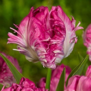 Тюльпан махровый Кул Кристал купить по цене от 400р. в интернет-магазине «Посадика» с доставкой почтой в в Коломнае и по всей России – [изображение №1].