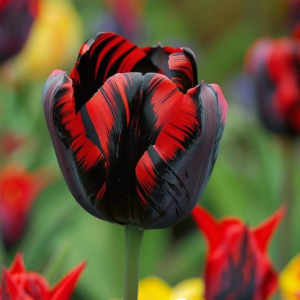 Тюльпан Блэк Перрот купить по цене от 351р. в интернет-магазине «Посадика» с доставкой почтой в в Коломнае и по всей России – [изображение №1].