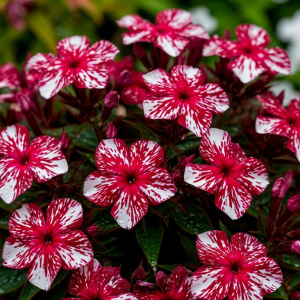 Флокс Ливер Гриммер купить по цене от 590р. в интернет-магазине «Посадика» с доставкой почтой в в Коломнае и по всей России – [изображение №1].