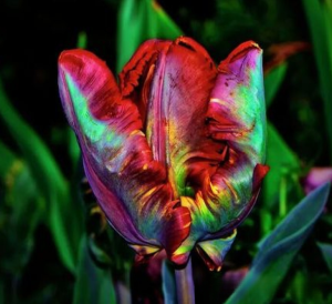 Тюльпан Эирпрайз купить по цене от 270р. в интернет-магазине «Посадика» с доставкой почтой в в Коломнае и по всей России – [изображение №1].