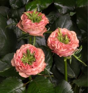 Роза Амбер Инчант купить по цене от 495р. в интернет-магазине «Посадика» с доставкой почтой в в Коломнае и по всей России – [изображение №1].