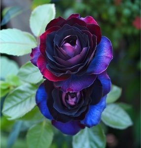 Роза Скарлет Рэвери купить по цене от 489р. в интернет-магазине «Посадика» с доставкой почтой в в Коломнае и по всей России – [изображение №1].