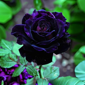 Роза Блэк Пантер купить по цене от 319р. в интернет-магазине «Посадика» с доставкой почтой в в Коломнае и по всей России – [изображение №1].