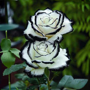 Роза Силк Ивин купить по цене от 319р. в интернет-магазине «Посадика» с доставкой почтой в в Коломнае и по всей России – [изображение №1].