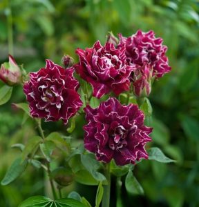 Роза Опаловый Пейзаж купить по цене от 490р. в интернет-магазине «Посадика» с доставкой почтой в в Коломнае и по всей России – [изображение №1].