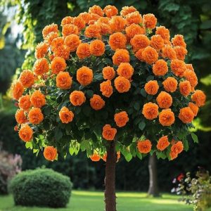 Роза Солнечный Шарм купить по цене от 349р. в интернет-магазине «Посадика» с доставкой почтой в в Коломнае и по всей России – [изображение №1].