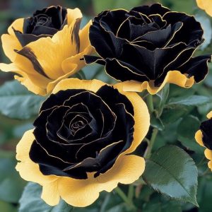 Роза Ханни Сикл купить по цене от 700р. в интернет-магазине «Посадика» с доставкой почтой в в Коломнае и по всей России – [изображение №1].