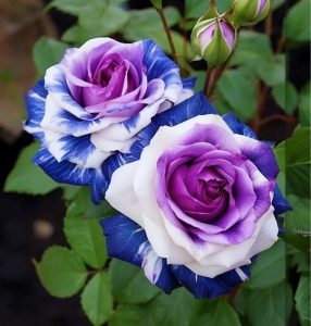 Роза Айвори Каскад купить по цене от 420р. в интернет-магазине «Посадика» с доставкой почтой в в Коломнае и по всей России – [изображение №1].