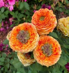 Роза Золотой Мираж купить по цене от 420р. в интернет-магазине «Посадика» с доставкой почтой в в Коломнае и по всей России – [изображение №1].