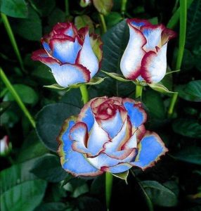 Роза Сафайер Пэтл купить по цене от 450р. в интернет-магазине «Посадика» с доставкой почтой в в Коломнае и по всей России – [изображение №1].