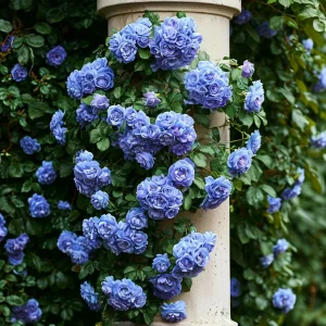 Роза плетистая Блю Перпл купить по цене от 540р. в интернет-магазине «Посадика» с доставкой почтой в в Коломнае и по всей России – [изображение №1].